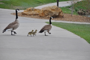 Daddy and Momma Canadian Geese with 2 new goslings